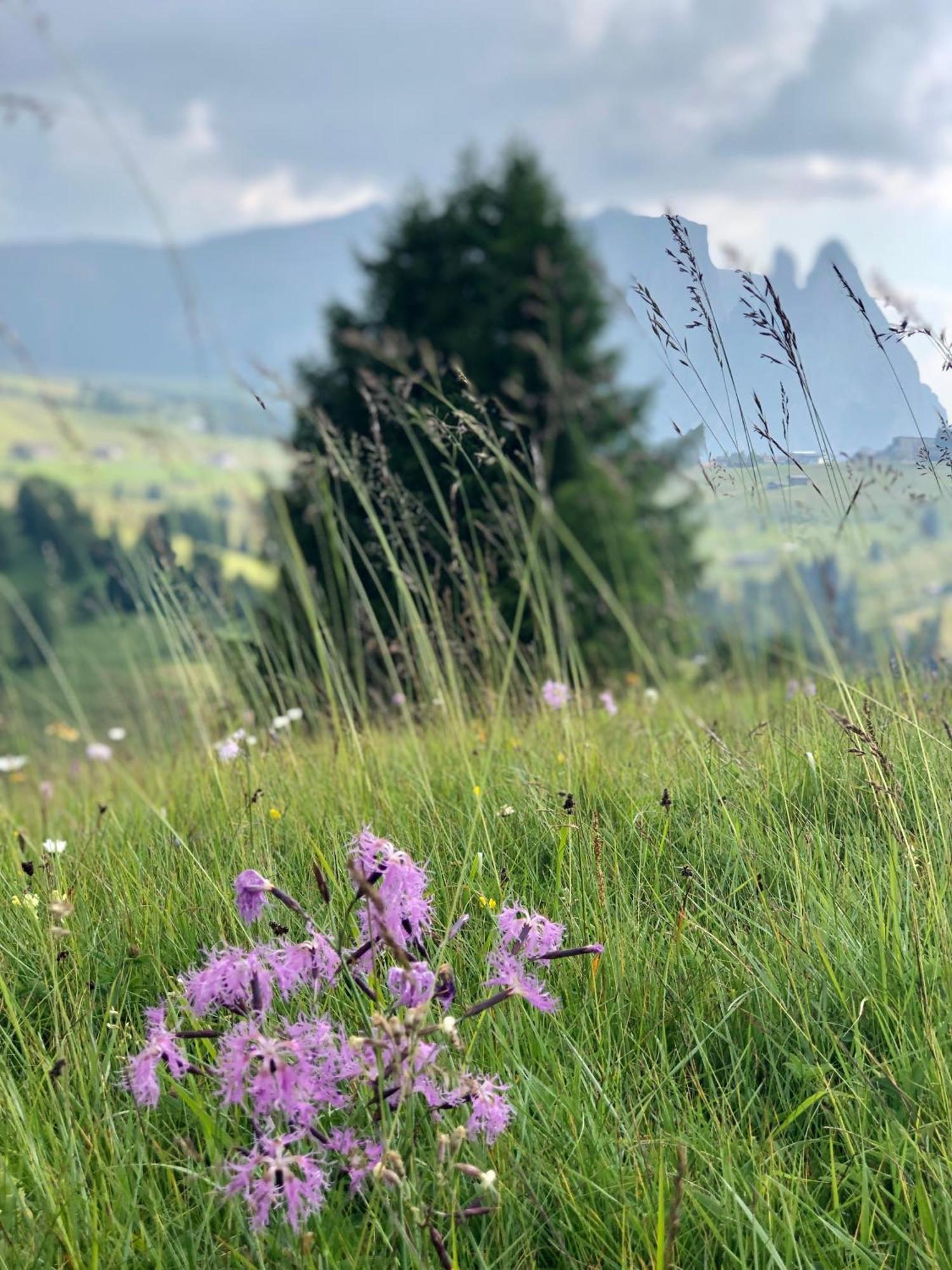 Sule Hof Agriturismo 奥蒂塞伊 外观 照片